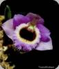 Dendrobium fuscifaucium